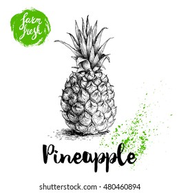 Hand drawn sketch style pineapple poster. Vector pineapple eco food illustration. Hand drawn farm fresh badge.