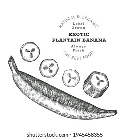 Hand drawn sketch style plantain. Organic fresh food vector illustration isolated on white background. Retro exotic fruit illustration. Engraved style botanical picture.