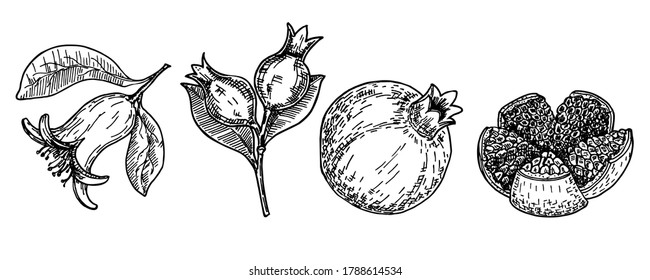 Hand drawn sketch style pomegranates set. Fruit pomegranates with seeds and leafs. Sketch style vector illustration. Organic food vector. Realistic sketch