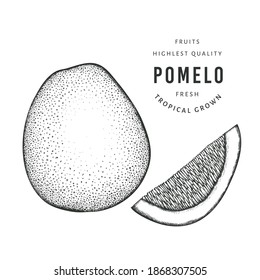 Hand drawn sketch style pomelo. Organic fresh food vector illustration isolated on white background. Retro citrus fruit illustration. Engraved style botanical grapefruit picture.