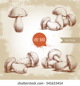 Hand drawn sketch style porcini mushroom set. Fresh forest boletus edulis. Italian food ingredient. Fresh market product.