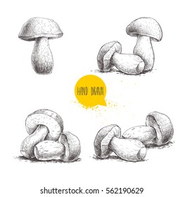 Hand drawn sketch style porcini mushroom set isolated on white background. Fresh forest boletus edulis. Italian food ingredient. Fresh market product.