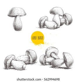 Hand drawn sketch style porcini mushroom set isolated on white background. Fresh forest boletus edulis. Italian food ingredient. Fresh market product.