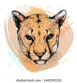 Hand drawn sketch style portrait of puma isolated on white background. Vector illustration.