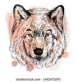 Hand drawn sketch style portrait of wolf isolated on white background. Vector illustration.