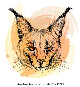 Hand drawn sketch style portrait of caracal isolated on white background. Vector illustration.