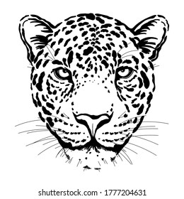 Hand drawn sketch style portrait of leopard isolated on white background. Vector illustration.