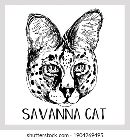Hand drawn sketch style portrait of Savannah Cat isolated on white background. Vector illustration.