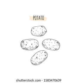 Hand drawn sketch style potato set. Vector illustration. 