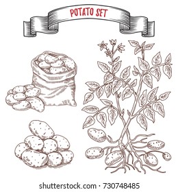 Hand drawn sketch style potatoes set,  Vegetable engraved style illustration