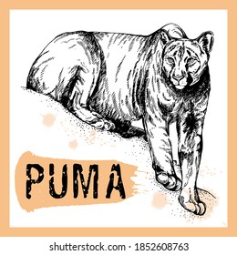 Hand drawn sketch style puma isolated on white background. Vector illustration.