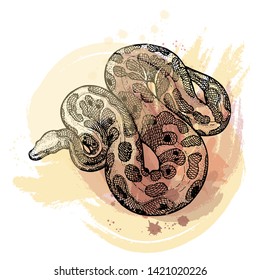 Hand drawn sketch style python isolated on white background. Vector illustration.