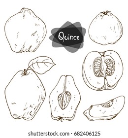 Hand drawn sketch style quince set on white background. Vector illustration. 