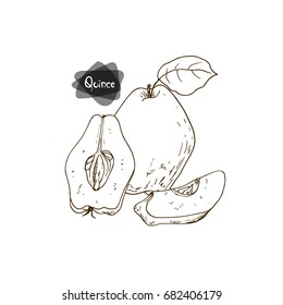 Hand drawn sketch style quince, sliced quince and half quince on white background. Vector illustration. 