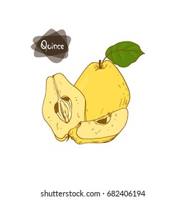 Hand drawn sketch style quince, sliced quince and half quince on white background. Color illustration. 