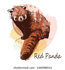 Hand drawn sketch style red panda isolated on white background. Vector illustration.