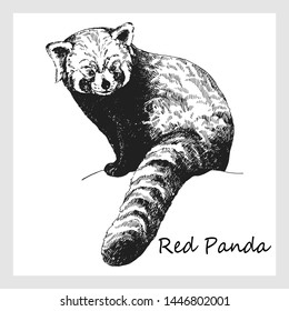 Hand drawn sketch style red panda isolated on white background. Vector illustration.