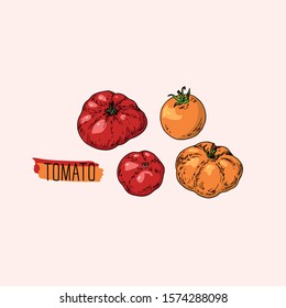 Hand drawn sketch style red and yellow tomatoes set. Color illustration. 