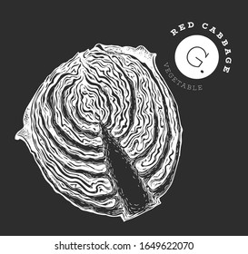 Hand drawn sketch style red cabbage. Organic fresh food vector illustration on chalk board. Vintage vegetable illustration. Engraved style botanical picture.