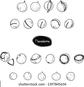 Hand drawn sketch style ripe Macadamia set. Macadamia nut. Vector illustration. 