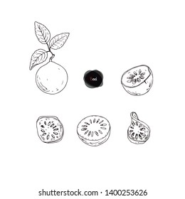 Hand drawn sketch style ripe Bael set. Stone apple. Aegle marmelos. Golden apple. Bengal quince. Vector illustration. 