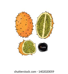 Hand drawn sketch style ripe kiwano set. Cucumis metuliferus, horned melon, spiked melon.  Color illustration. 