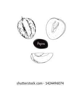 Hand drawn sketch style ripe Pepino set. Solanum muricatum. Sweet cucumber. Pepino melon or melon pear. Vector illustration. 