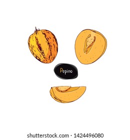 Hand drawn sketch style ripe Pepino set. Solanum muricatum. Sweet cucumber. Pepino melon or melon pear. Color illustration.