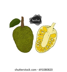 Hand Drawn Sketch Style Ripe And Half Jackfruit. Color Illustration.