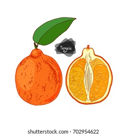 Hand drawn sketch style ripe and half tangelo with leaf on white background. Color illustration. 