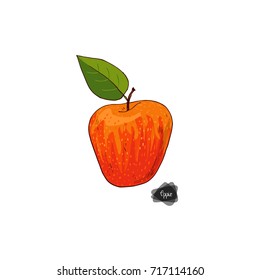 Hand drawn sketch style ripe apple on white background. Honeycrisp apple with leaf. Color illustration. 