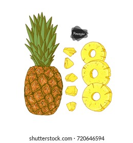 Hand drawn sketch style ripe pineapple and canned pineapple on white background. Color illustration. 