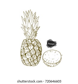 Hand drawn sketch style ripe and half pineapple on white background. Vector illustration. 