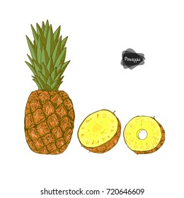 Hand drawn sketch style ripe pineapple, half and sliced pineapple on white background. Color illustration. 