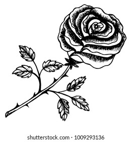 Hand drawn sketch style.  Rose flower. Vector illustration isolated on white background.