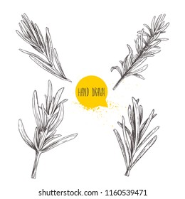 Hand drawn sketch style rosemary sketch set. Herbs and condiment collection. Culinary, cuisine, cooking and flavoring plant. Vector illustration isolated on white.