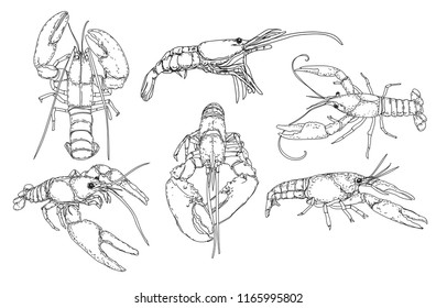 Hand drawn sketch style seafood set. Shrimps, prawns collection vector illustrations.