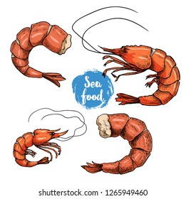 Hand drawn sketch style seafood set. Colorful drawings. Shrimps, prawns, grilled shrimps collection vector illustrations. Isolated on white background.