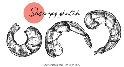 Hand drawn sketch style seafood set. Shripms, prawns collection vector illustrations.