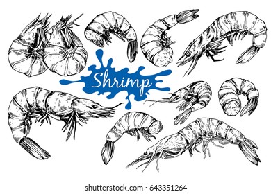 Hand drawn sketch style seafood set. Shrimps, prawns collection vector illustrations.