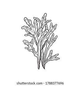 Hand Drawn Sketch Style Seaweed Deep Stock Vector (Royalty Free ...