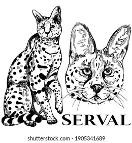 Hand drawn sketch style serval. Vector illustration isolated on white background.
