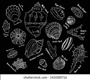 Hand drawn sketch style set of seashells. Shells set black and white. Design set. Hand drawn vector illustrations isolated on dark background.  - collection of seashells. Marine set.