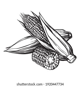 Hand drawn sketch style set of corn vegetable. Corncob with leafs. Organic cereal vector illustration. Sweetcorn food.