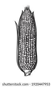 Hand drawn sketch style set of corn vegetable. Corncob with leafs. Organic cereal vector illustration. Sweetcorn food.