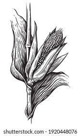 Hand drawn sketch style set of corn vegetable. Corncob with leafs. Organic cereal vector illustration. Sweetcorn food.