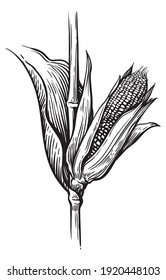 Hand drawn sketch style set of corn vegetable. Corncob with leafs. Organic cereal vector illustration. Sweetcorn food.