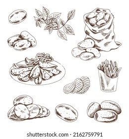 Hand drawn sketch style set illustration of ripe potatoes. Eco food vintage vector illustration. Sketch illustration for print, web, mobile and infographics isolated on white background.