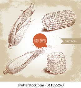 Hand drawn sketch style set of corn vegetable. Corncob with leafs. Organic cereal vector illustration. Sweetcorn food.