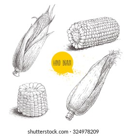 Hand drawn sketch style set of corn vegetable. Corncob with leafs. Organic cereal vector illustration. Sweetcorn food.